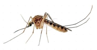 zika virus kako se prenosi trudnoca